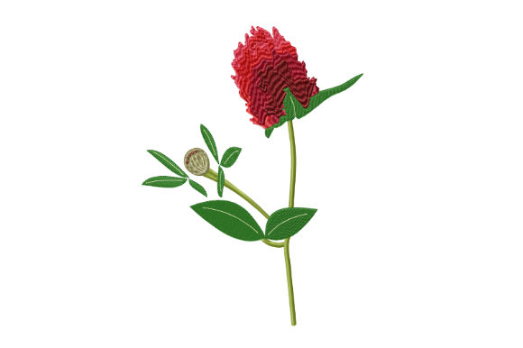 Red Clover Flower: Etsy Seller Review